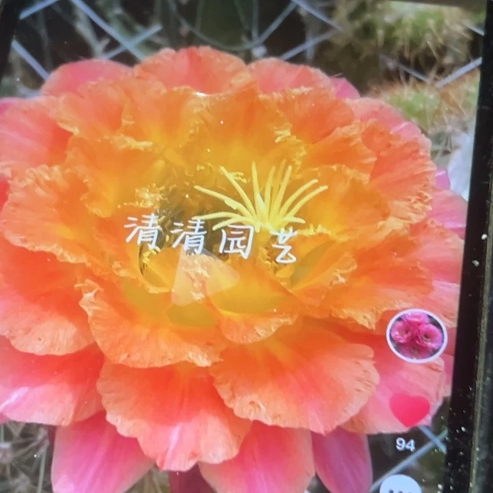 清清大满贯加强侧牙瑕疵