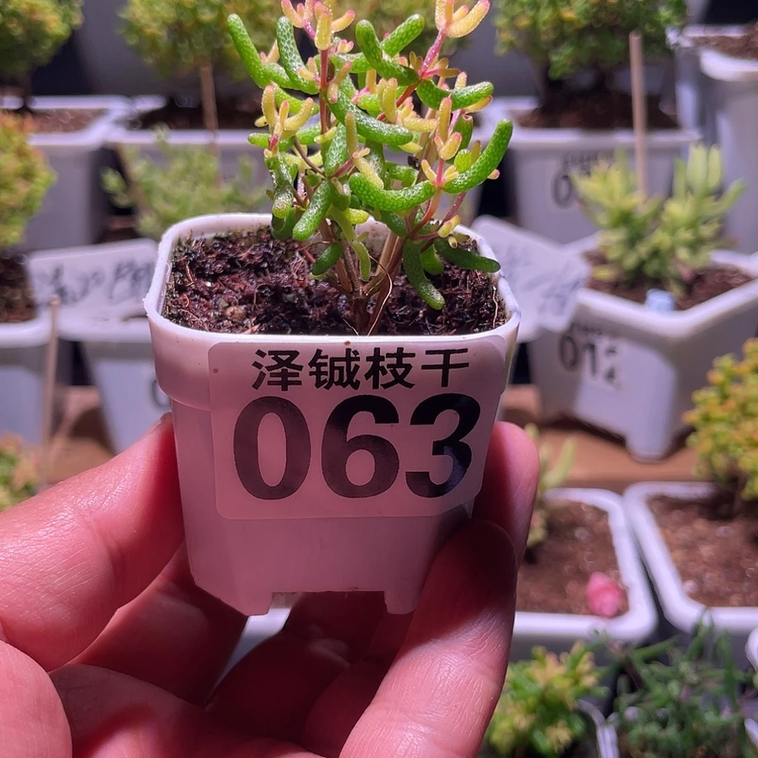 063枝干番杏假飞机猪