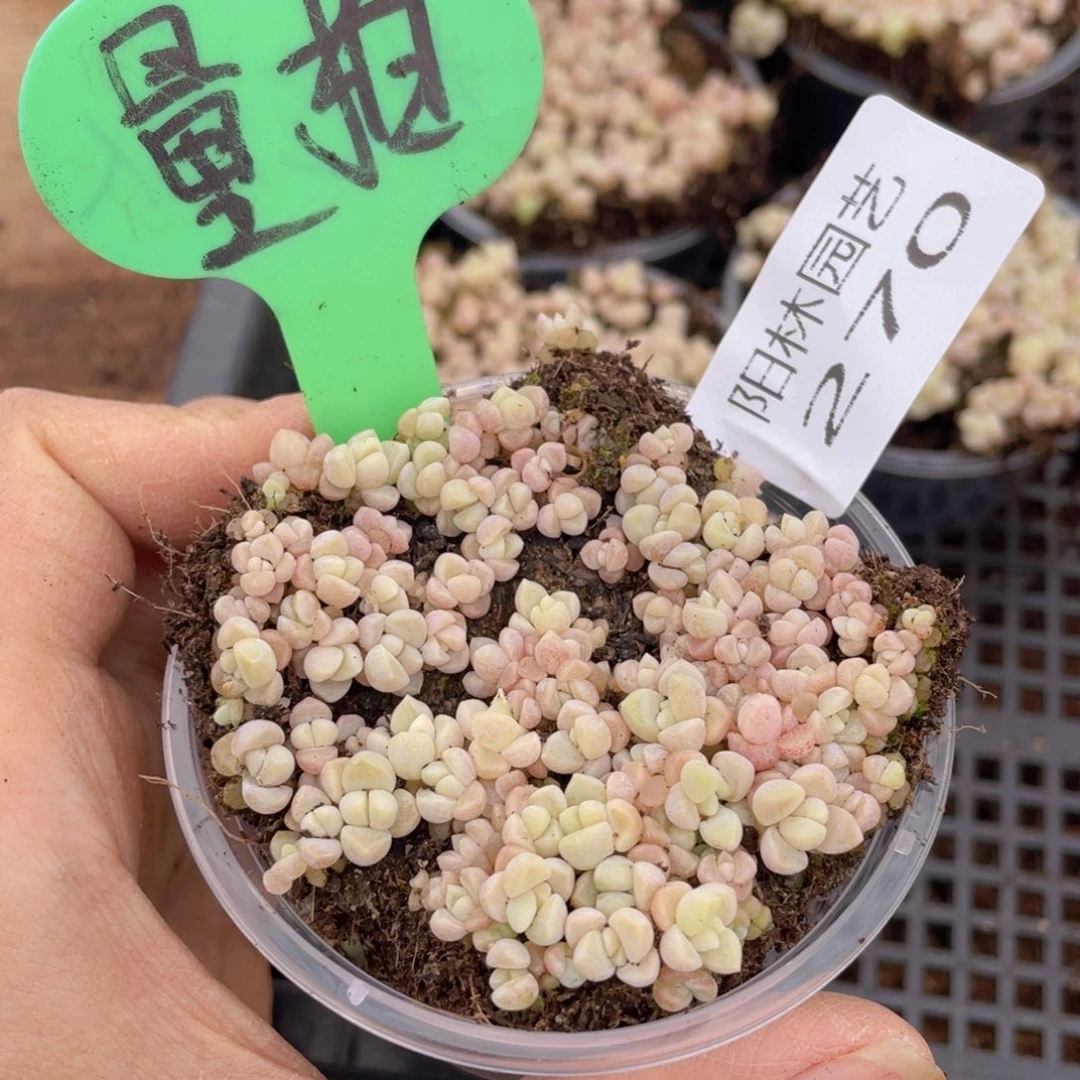 量拍多肉植物多肉植物270