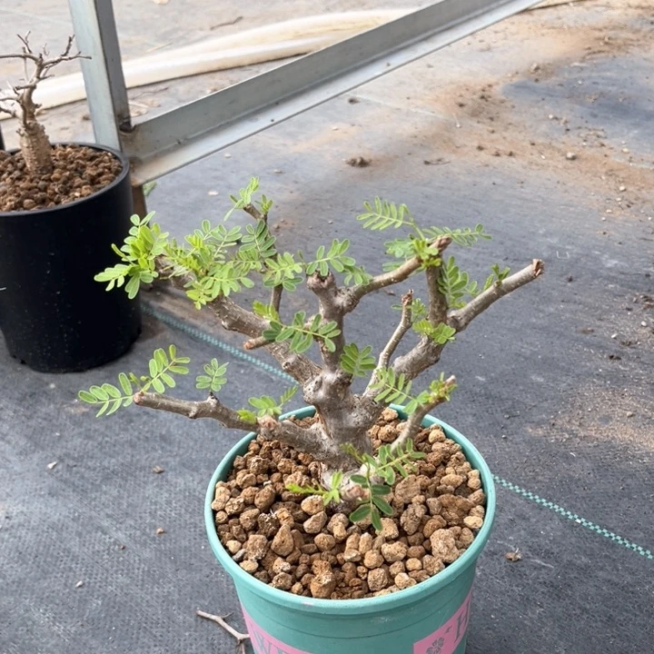 沙漠苏木1111111111111