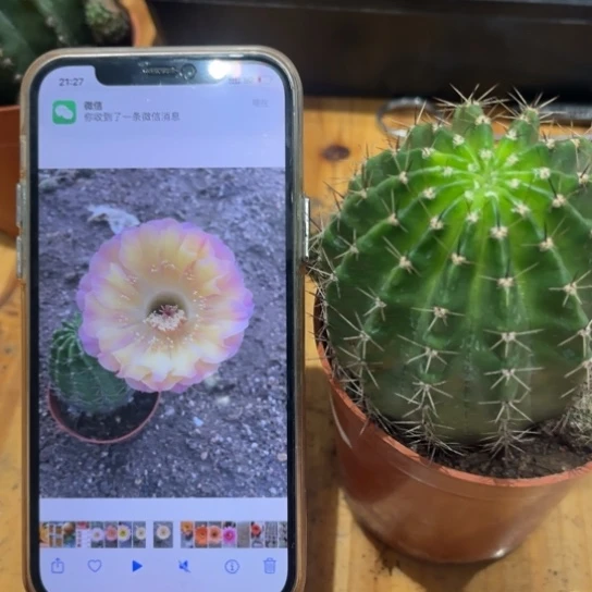 露露黄紫色拉丝6公分左右