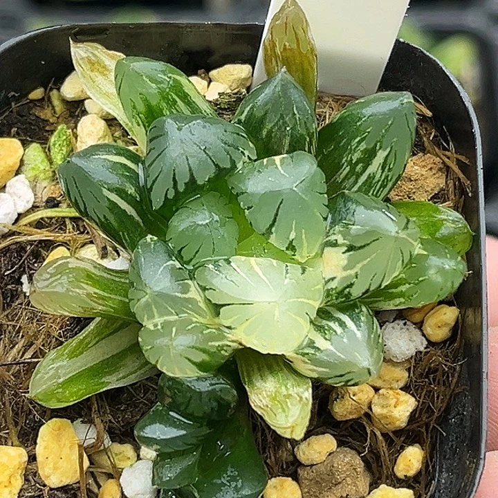 129双头老川玉露锦