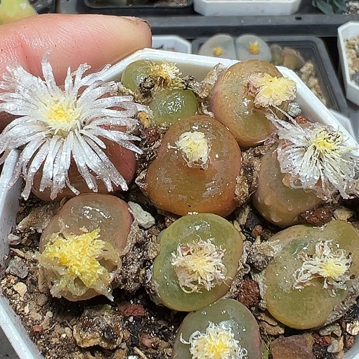 358号特价毛汗尼一盆