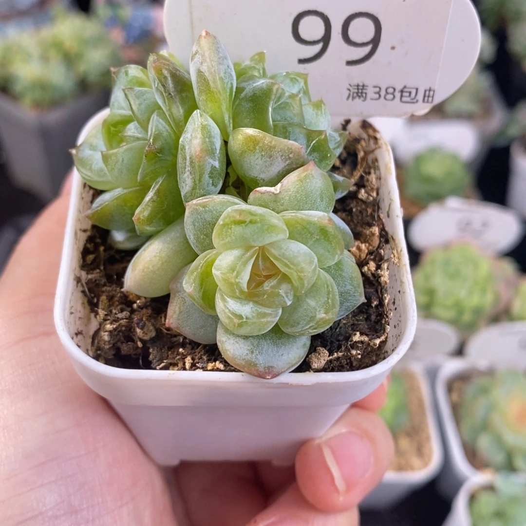 玲珑心三头群一颗99号