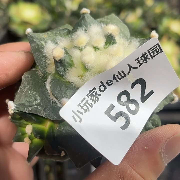 老*582 仙人球牡丹