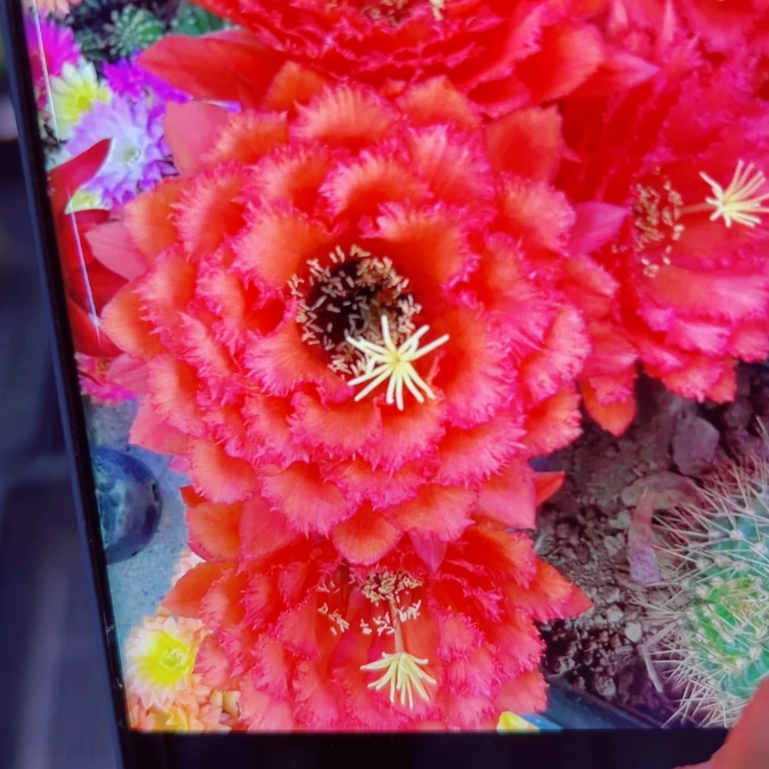 下33毛荣耀歪无根侧芽4公分左右20包邮