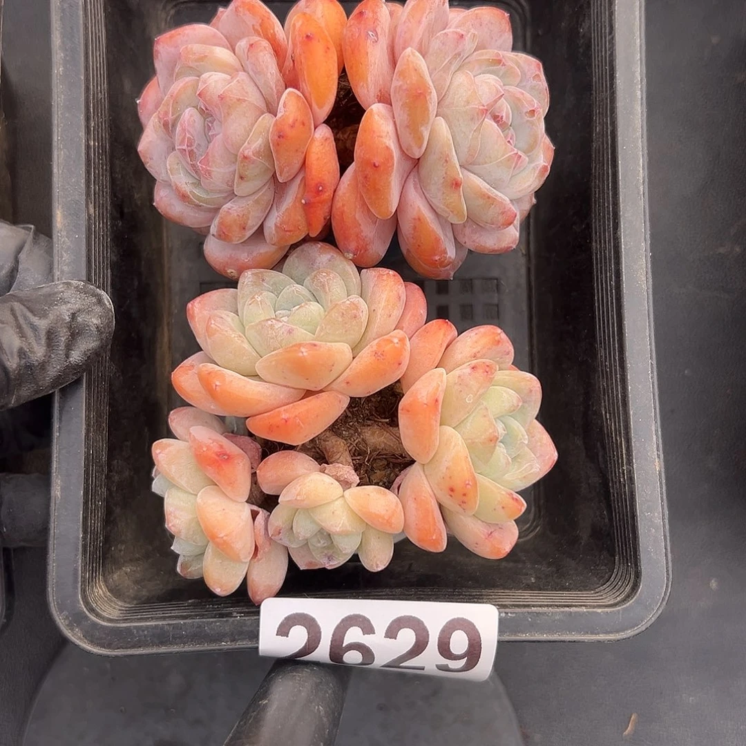 2629，双头星影带盆＋四头冰玉带盆发