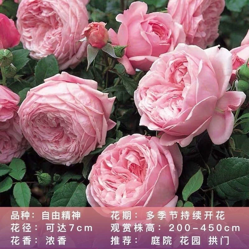 自由精神月季奥斯丁藤本欧月蔷薇大花浓香四季开花庭院大型爬藤苗