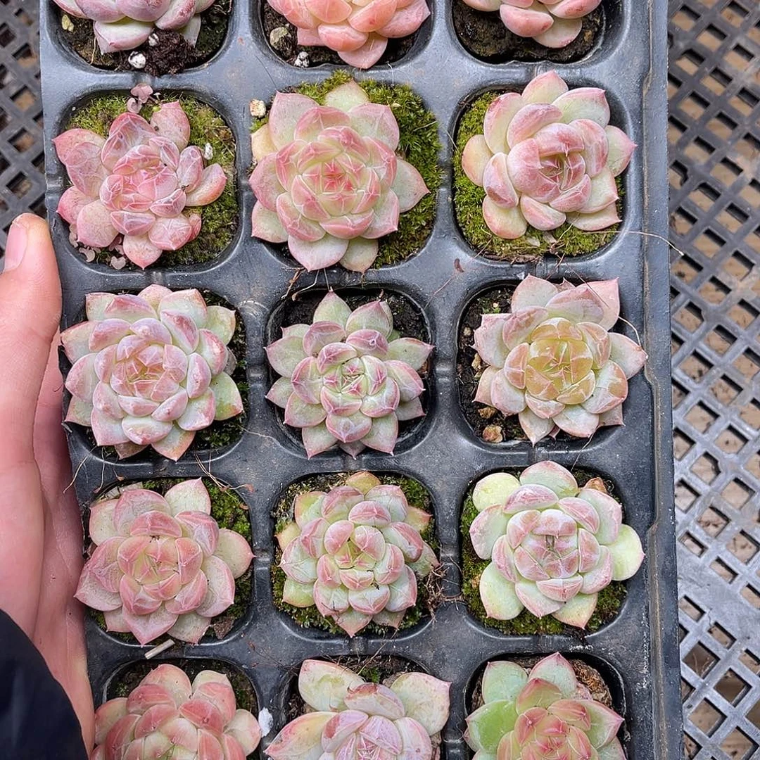 (***/多肉一物一拍11-113