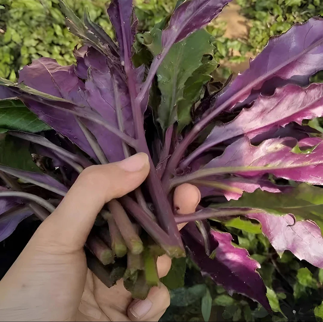 【紫背菜种子】紫背菜种子四季夏季春季简单