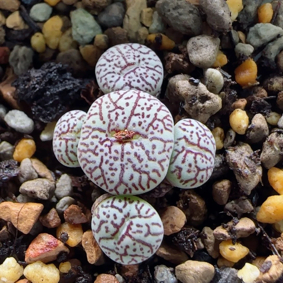 1-12-11-4当天满58包邮福利墨多肉脱土