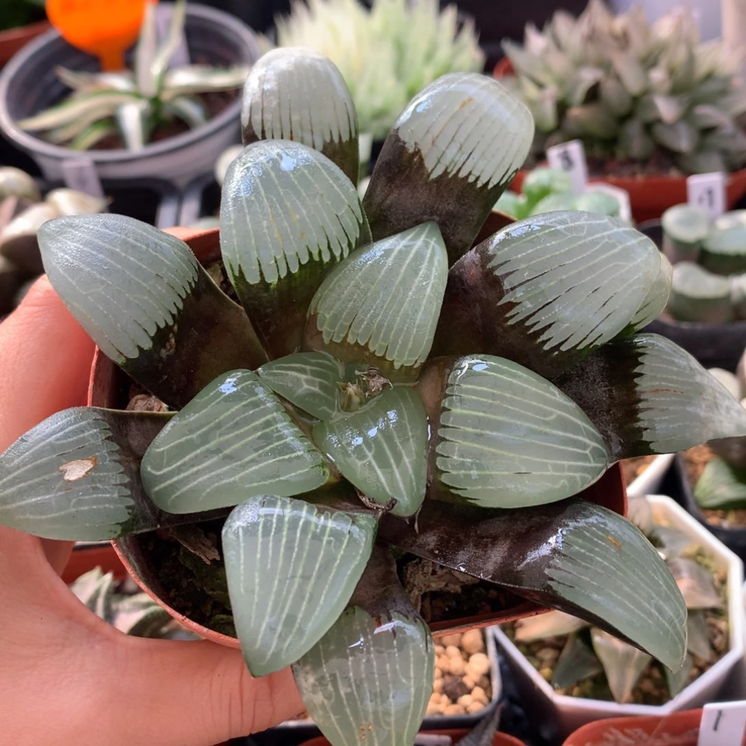 大型电路板克，脱土发货