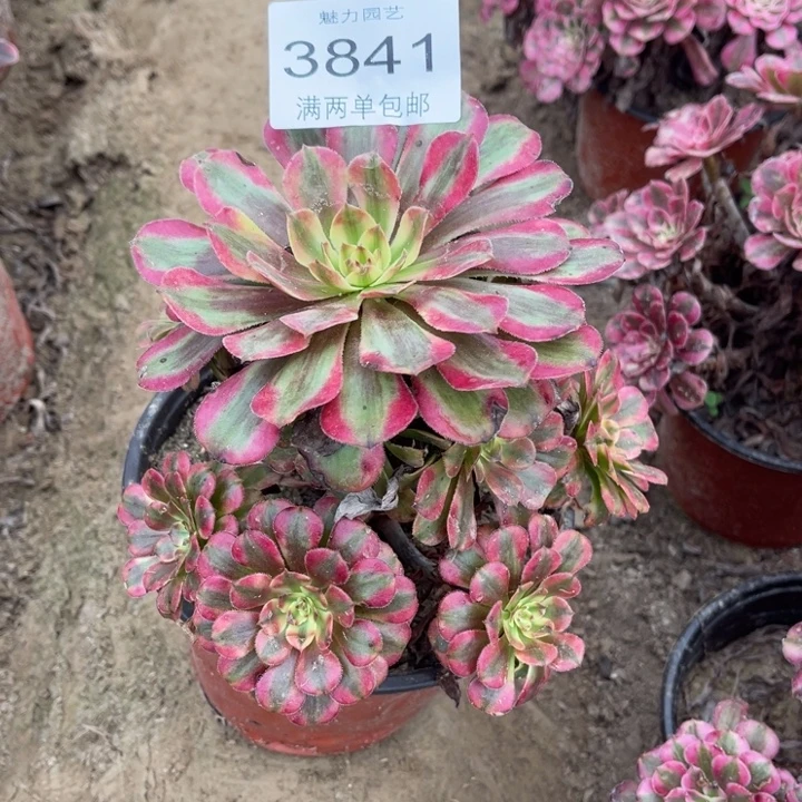 3841月蝉的人多肉的