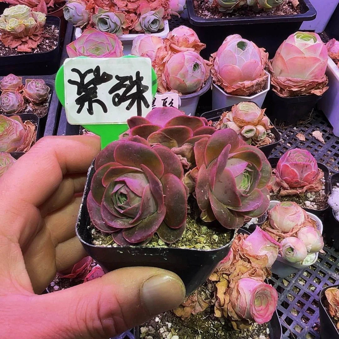 满30元非偏远包邮 多肉