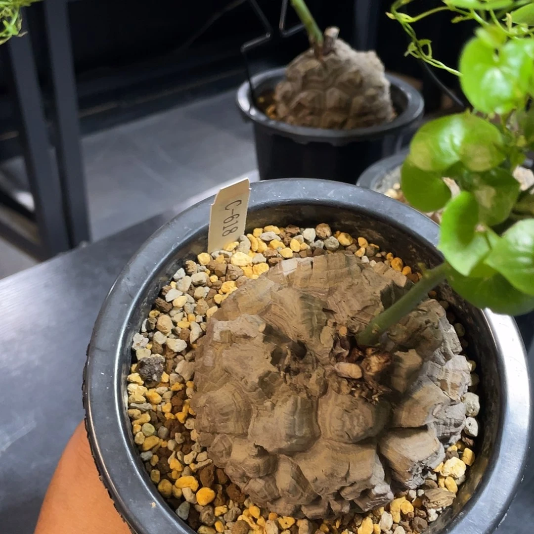 龟甲龙618号不退换
