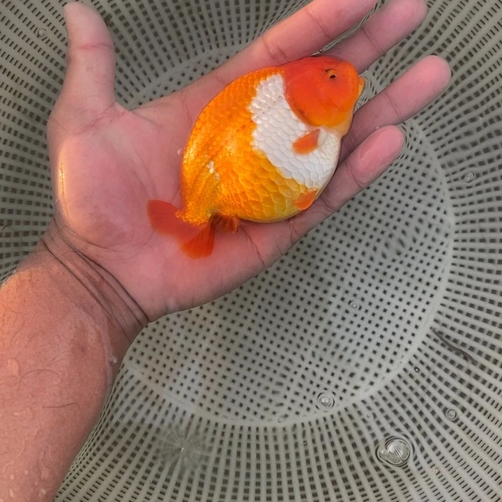 金鱼中原新隆观赏鱼