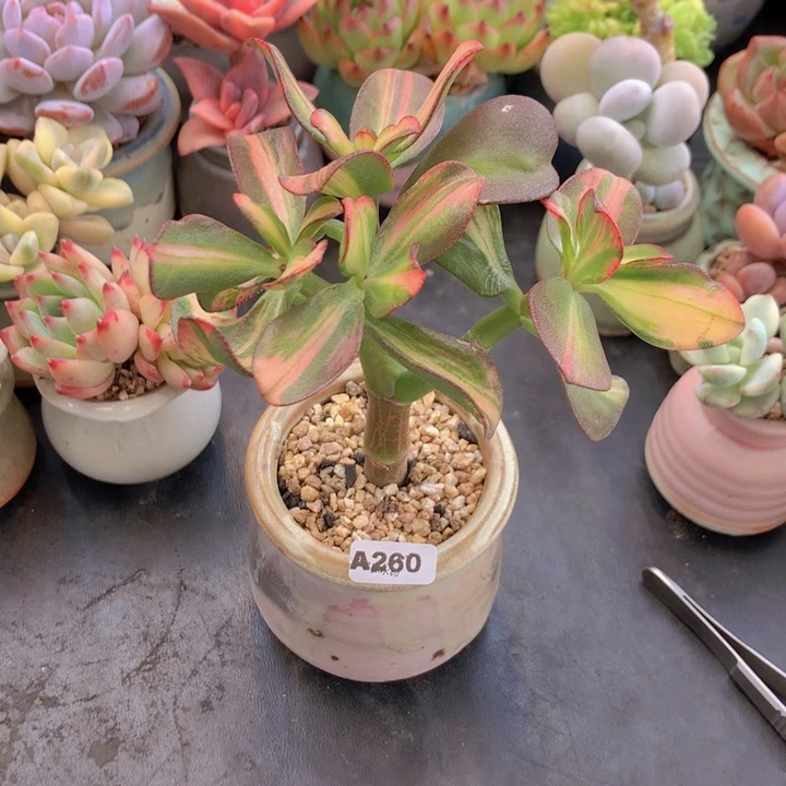 一物一拍含盆土满38包邮A260