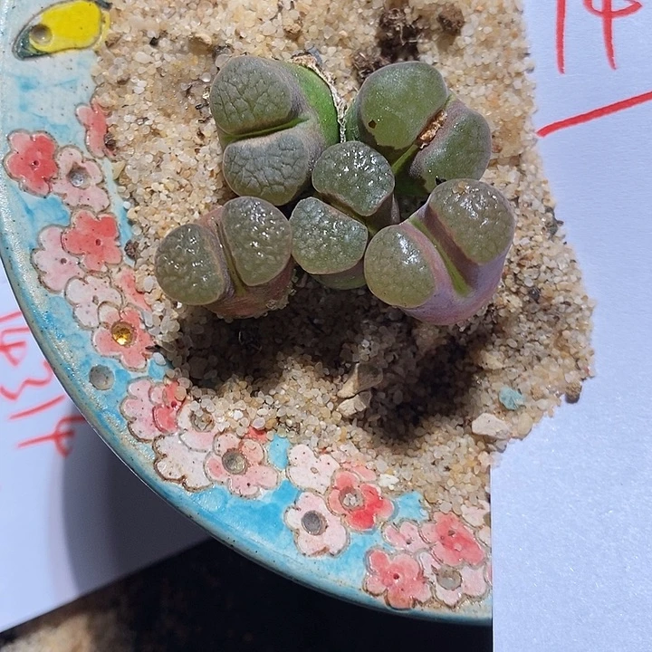 14316。  磁铁一组。