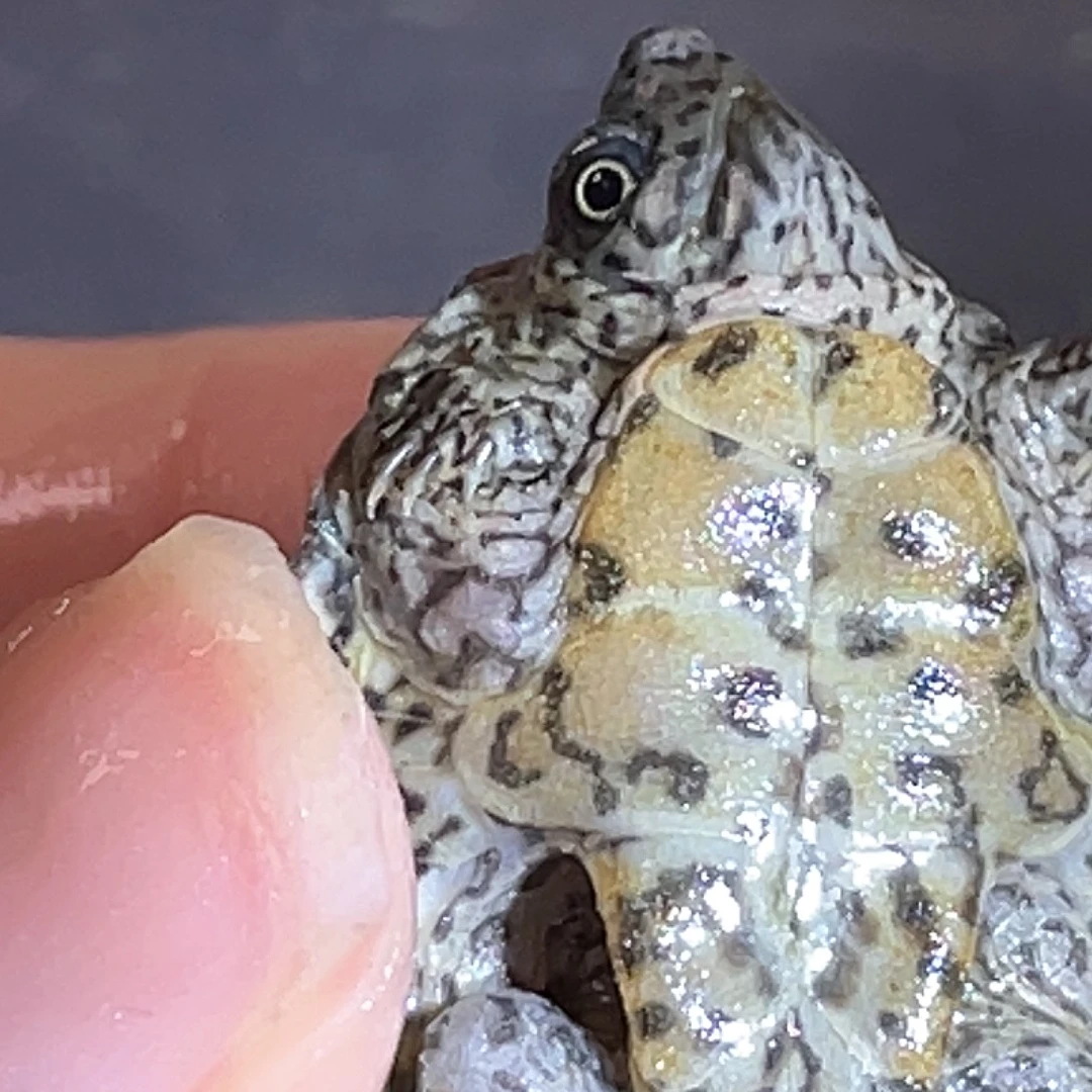 宠物龟不分公母P1全品满纹黑刀