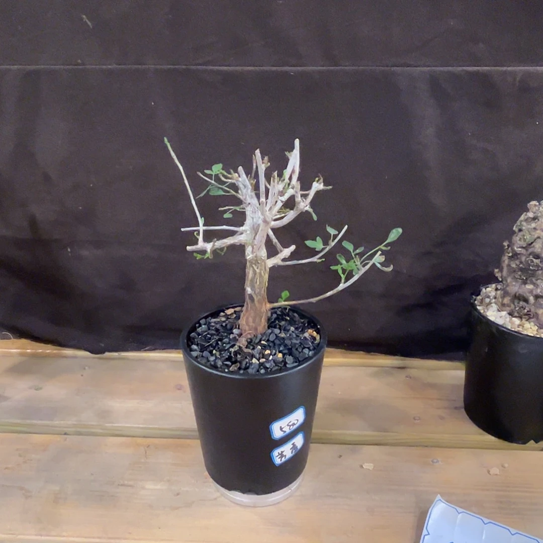 汤圆植物芳香橄榄
