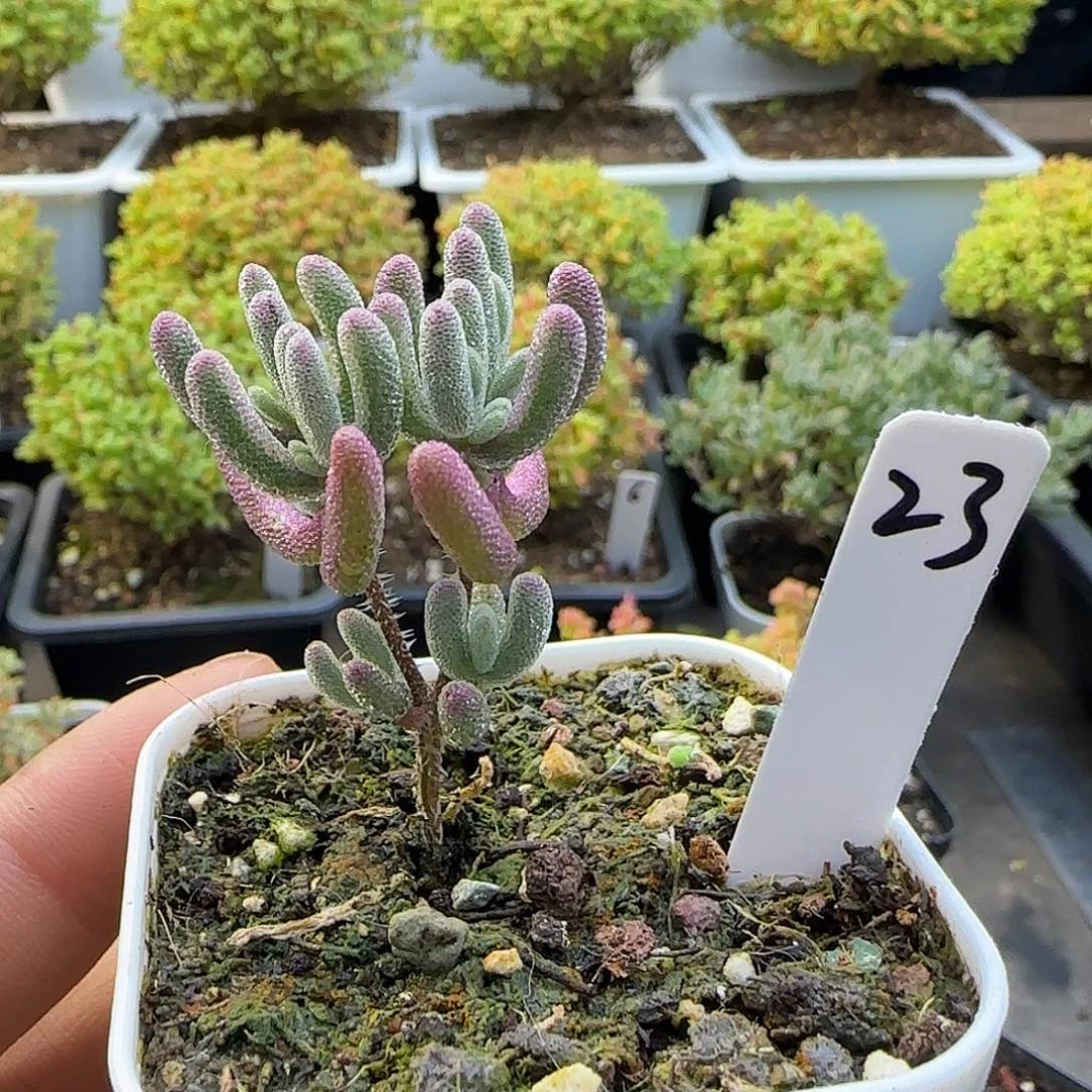 紫闪光枝干番杏。。