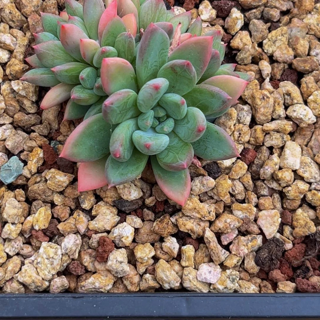 1530下午多肉植物群生