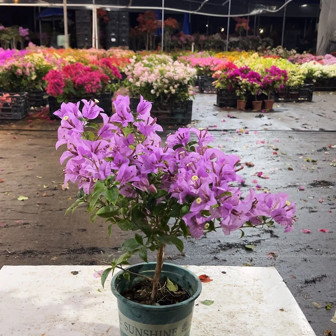 大部分花苞少量开放浅紫掌中宝一颗