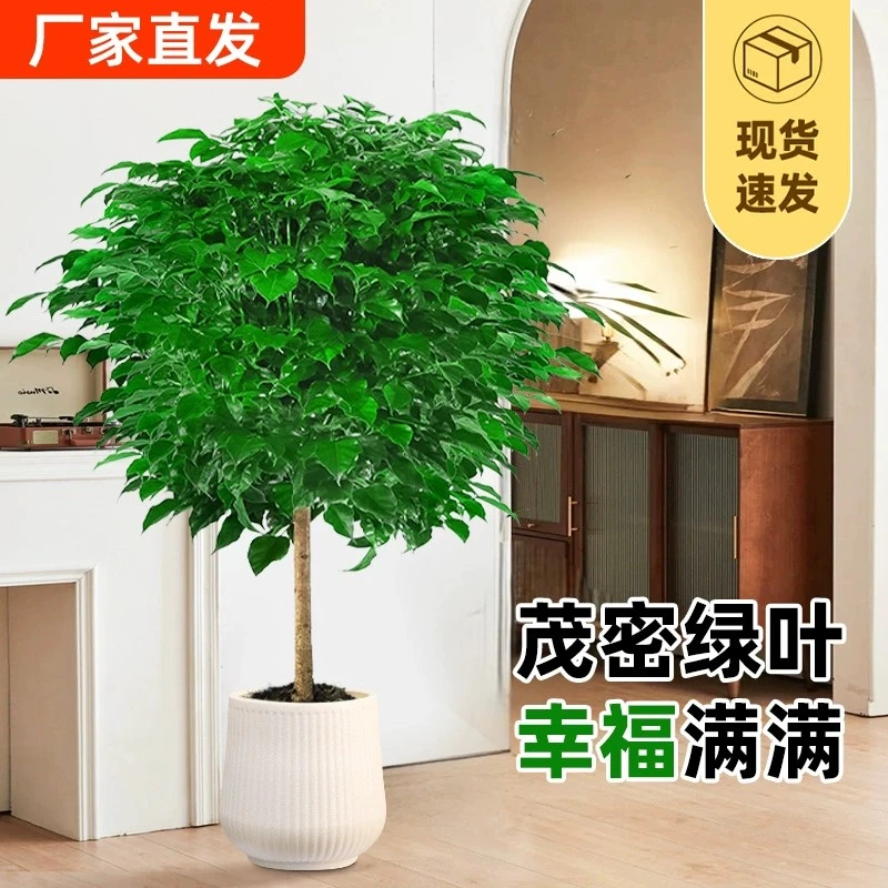 1.1~1.2米棒棒糖幸福树绿宝树室内大型绿植净化空气绿植盆栽室内