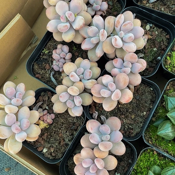 双头老庄桃蛋带盆土发