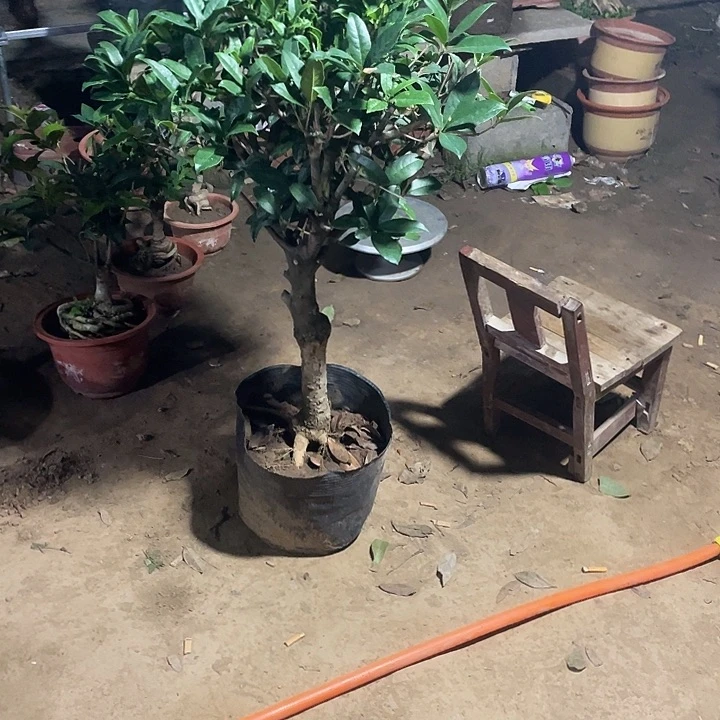 当前无花栽培后可以开花