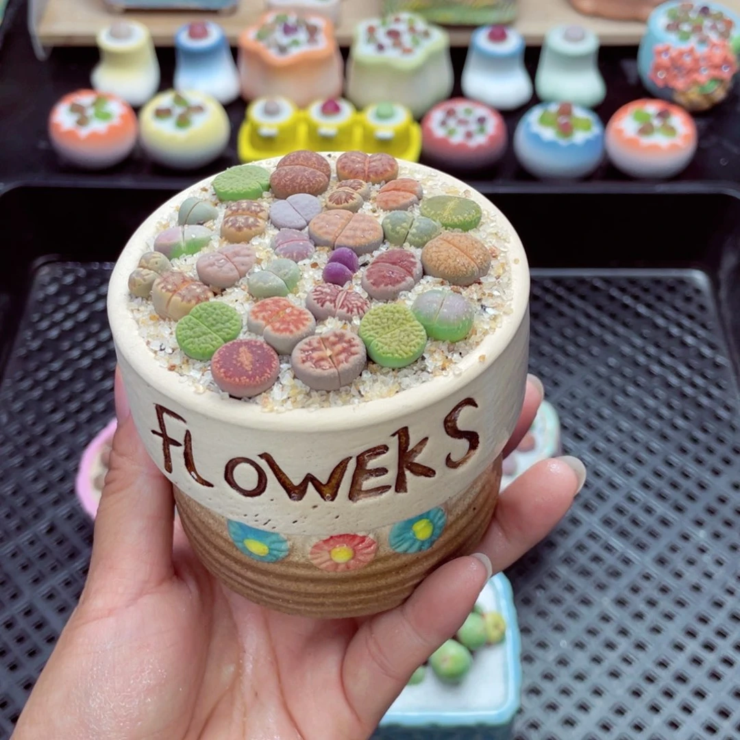 w2077 带盆土发货一物一拍