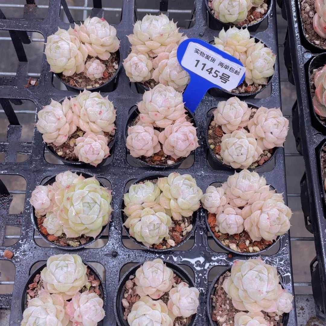 1145号 珍妮白麦秆群一个不包整