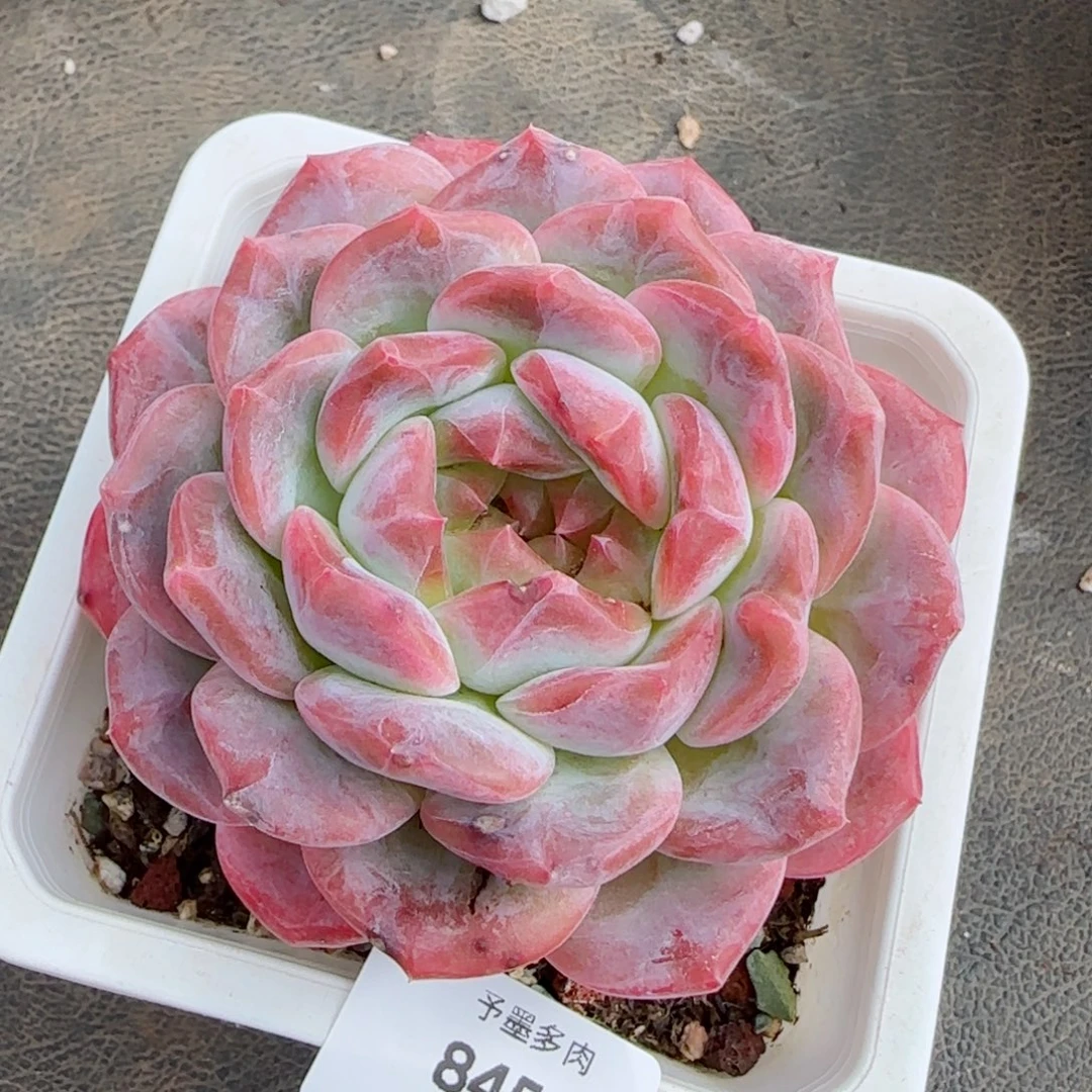 冰魄粗桩，8459多肉植物