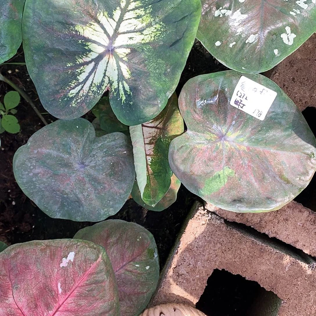 爱****无花朵海王6272，和上一个一起发货