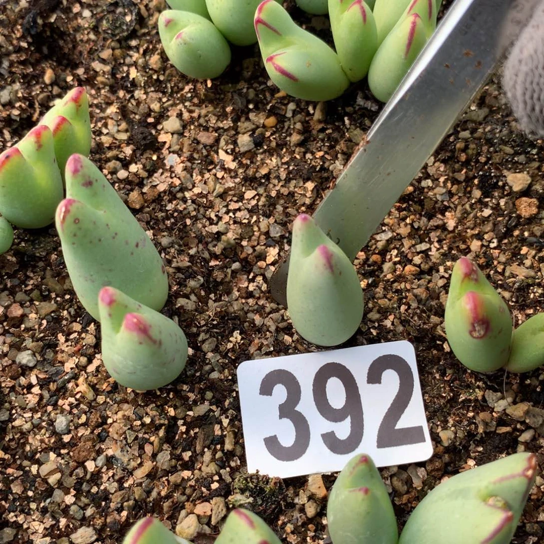 392少将母本一颗