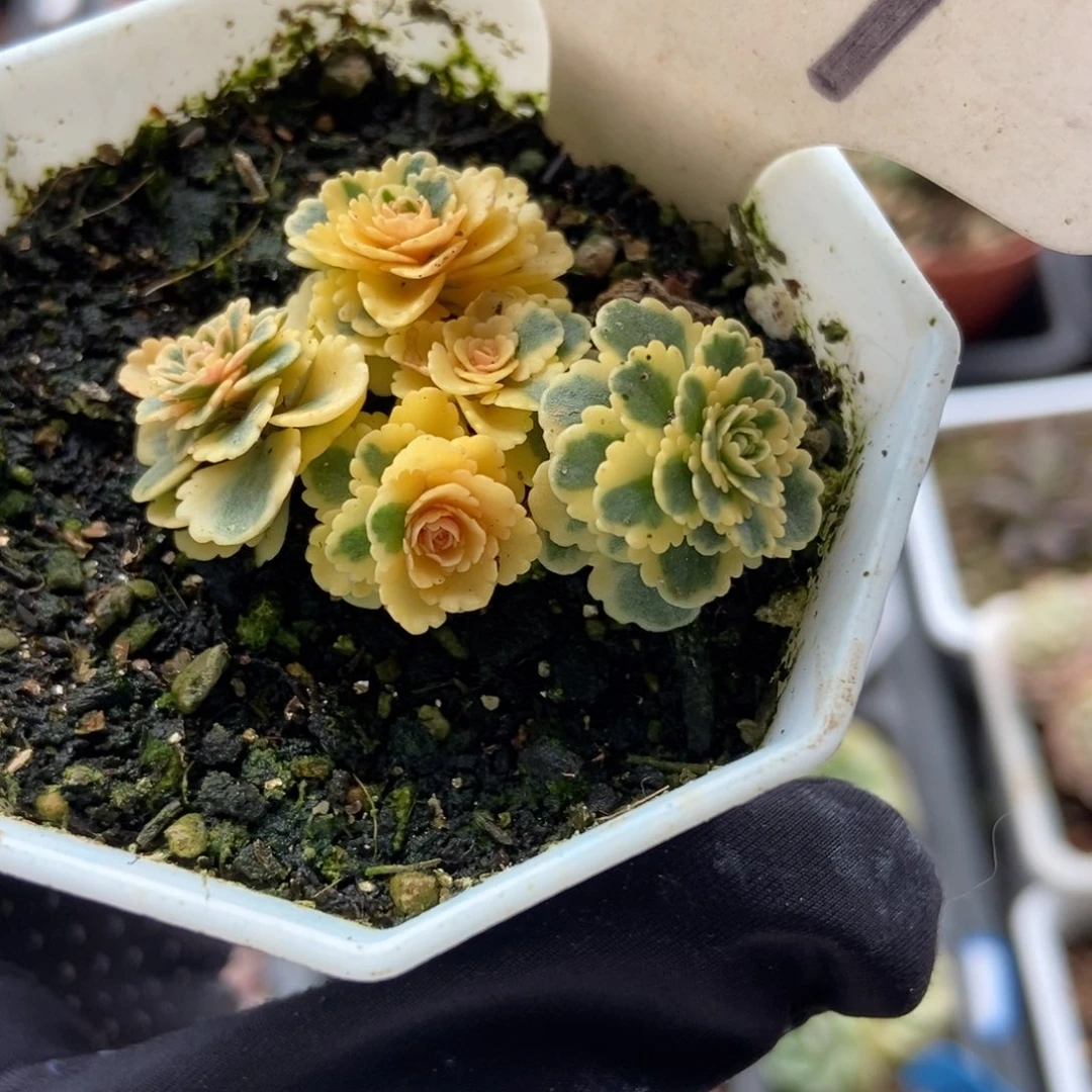 909亚特兰蒂斯锦多肉植物