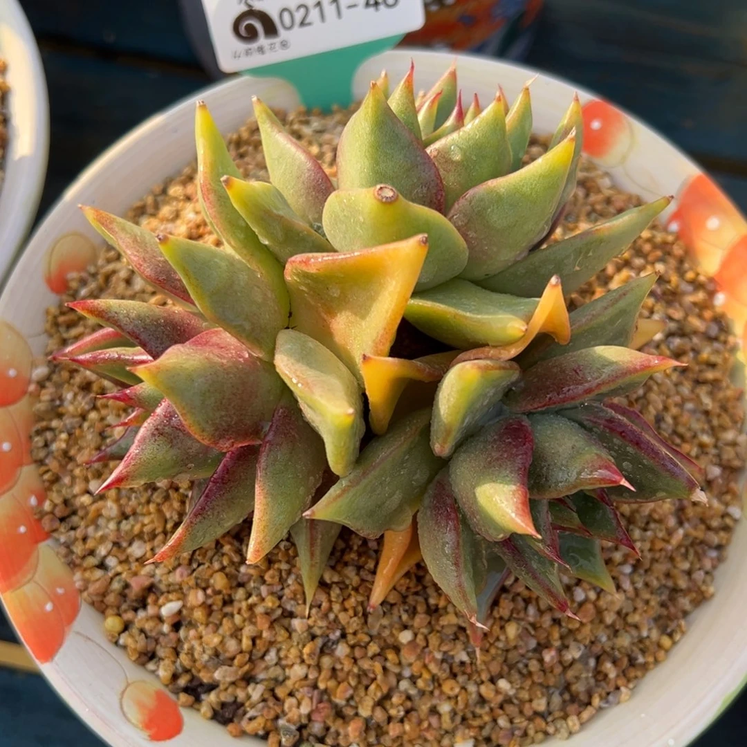 从前慢多肉精选编号0211.46