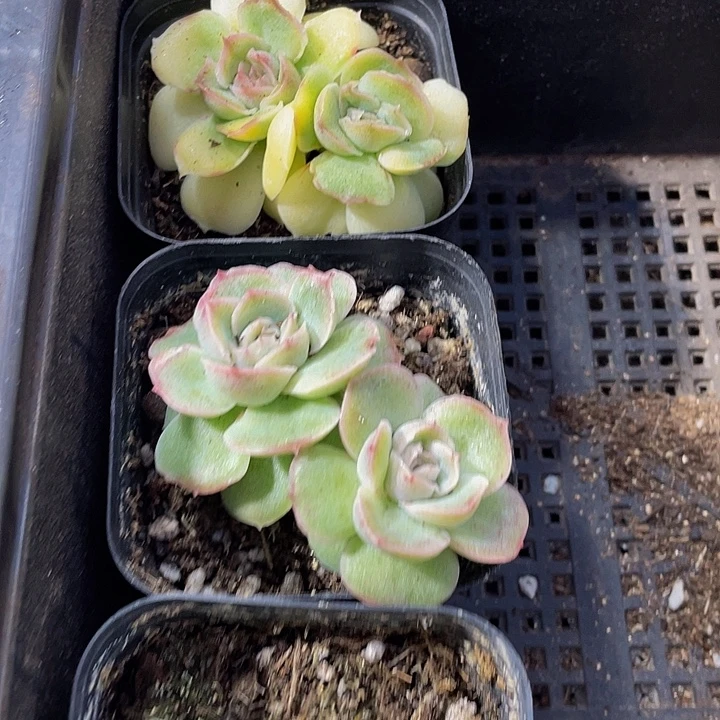 双头虾饺带盆土发