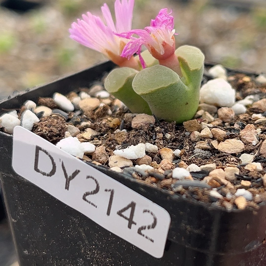 一物一拍风铃2142天鹅绒