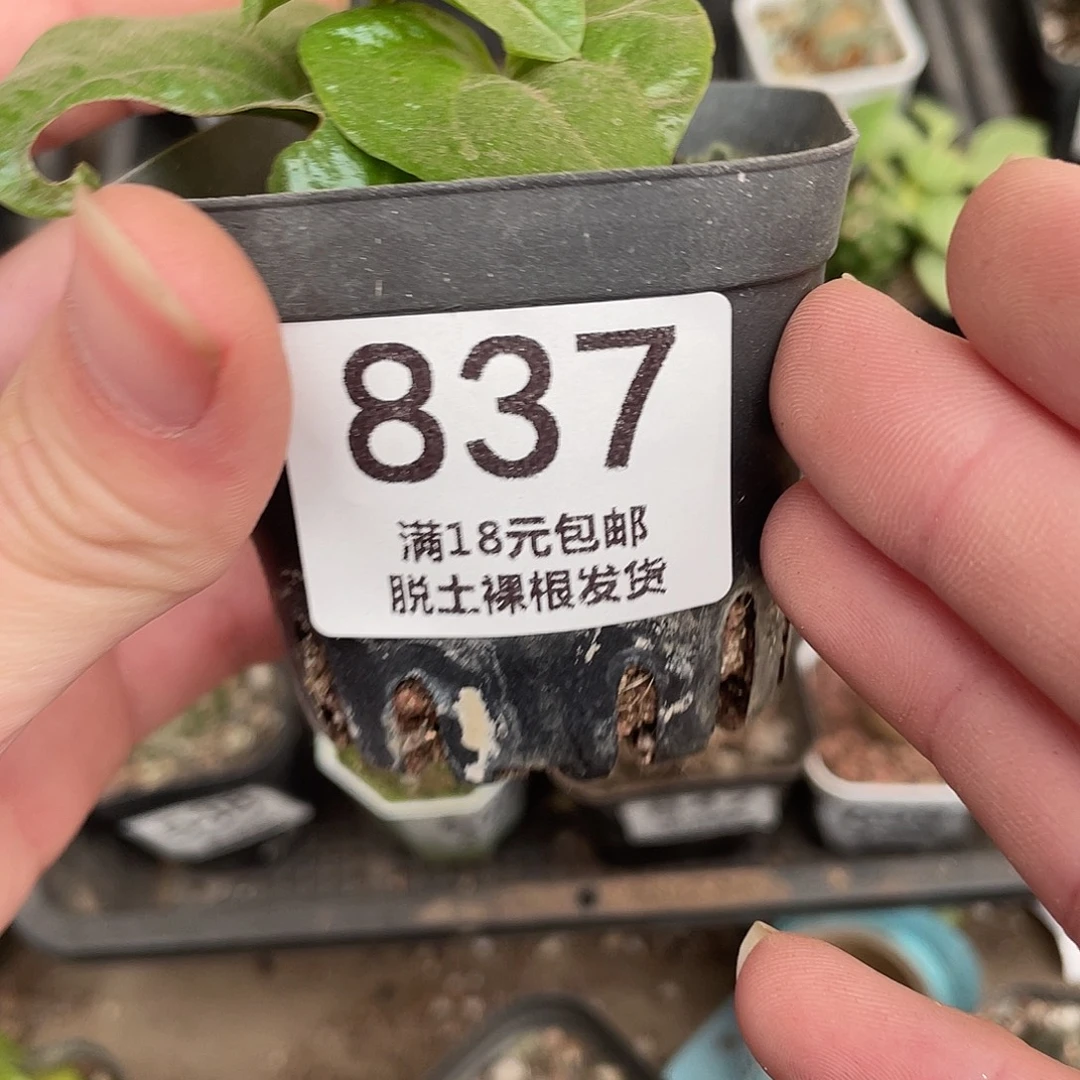 837龟甲龙（满18包邮）