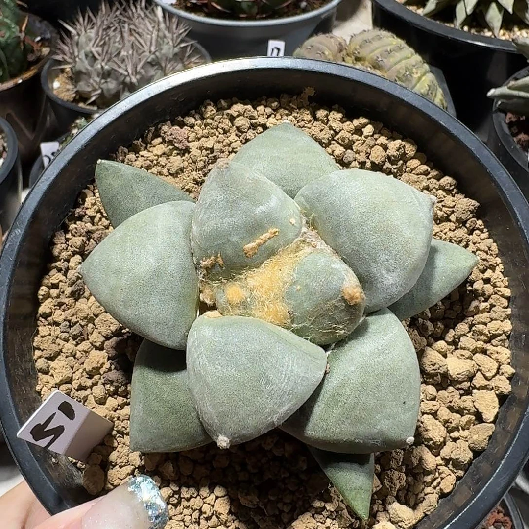 实生丸尤青瓷牡丹
