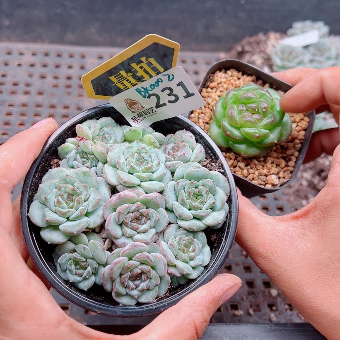 多肉植物多肉植物