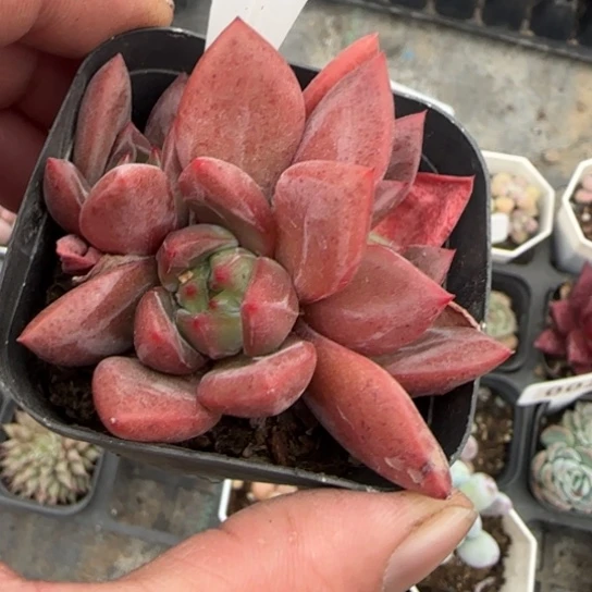 286红酒香槟多肉植物多