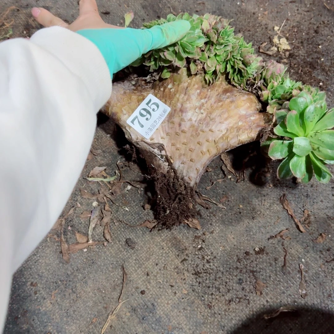 795 海王缀化多肉植物满28包邮