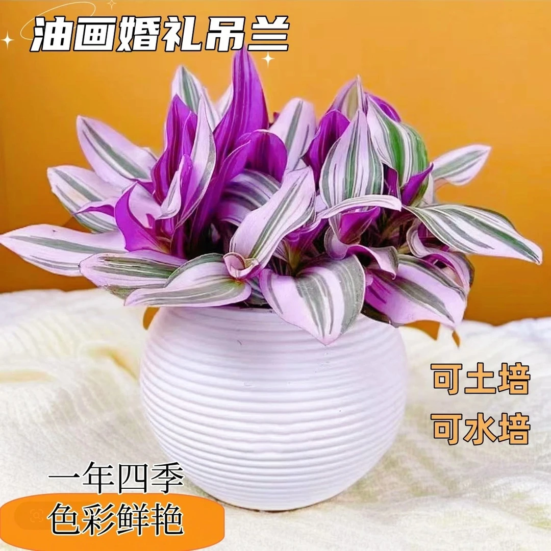 【补贴款】油画婚礼吊兰水培植物室内阳台办公桌好养四季扦插绿植