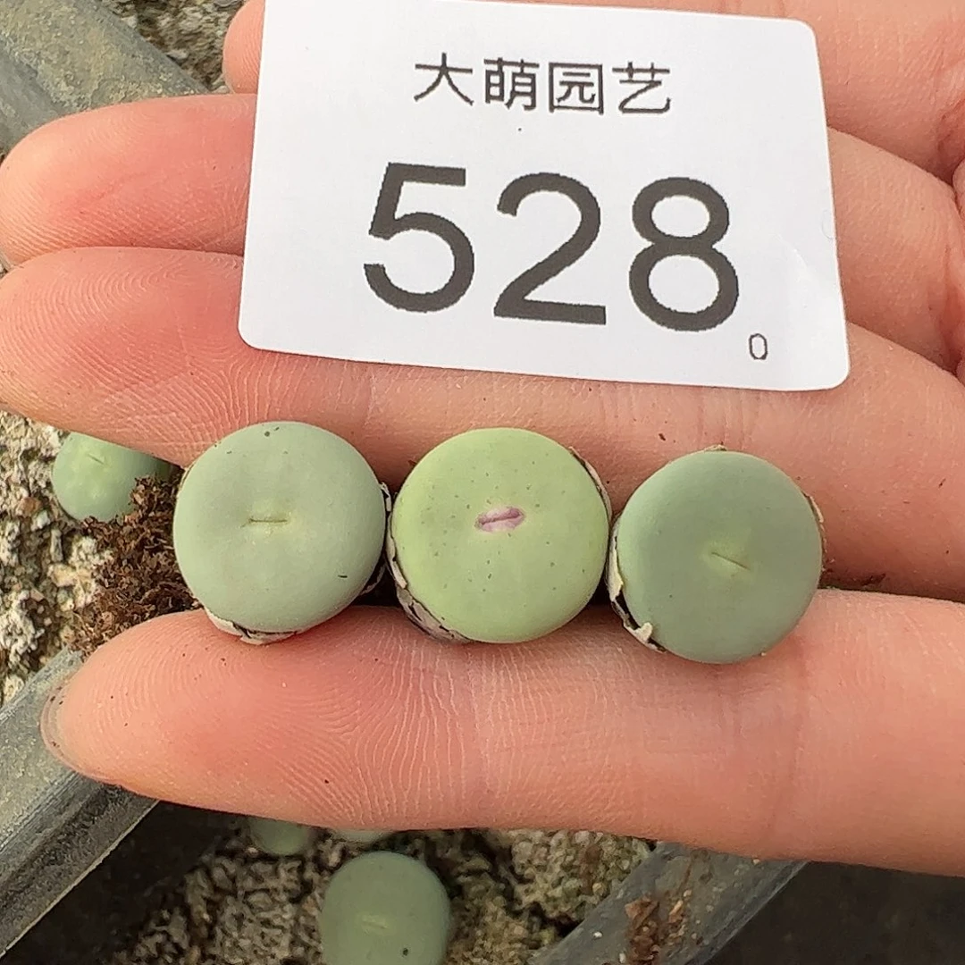 0000528量拍SUB大型红嘴3颗