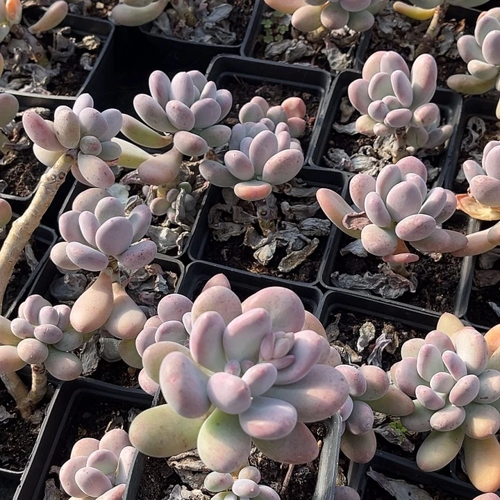 胖嘟嘟桃美人老桩