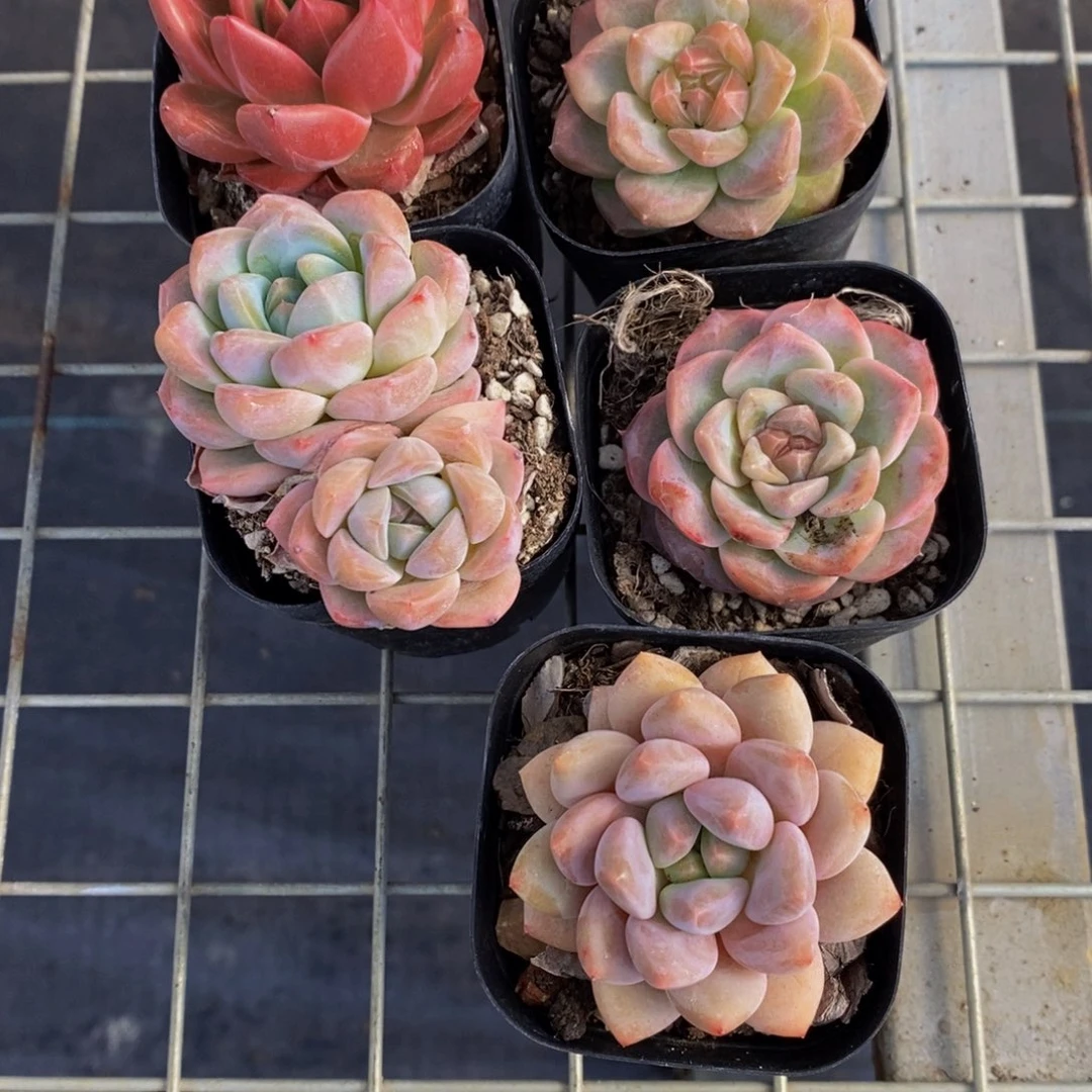 75-精品高端美肉五个