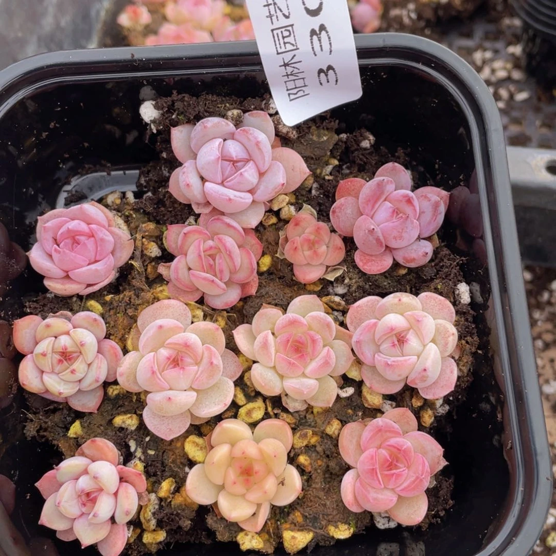 多肉植物多肉植物330