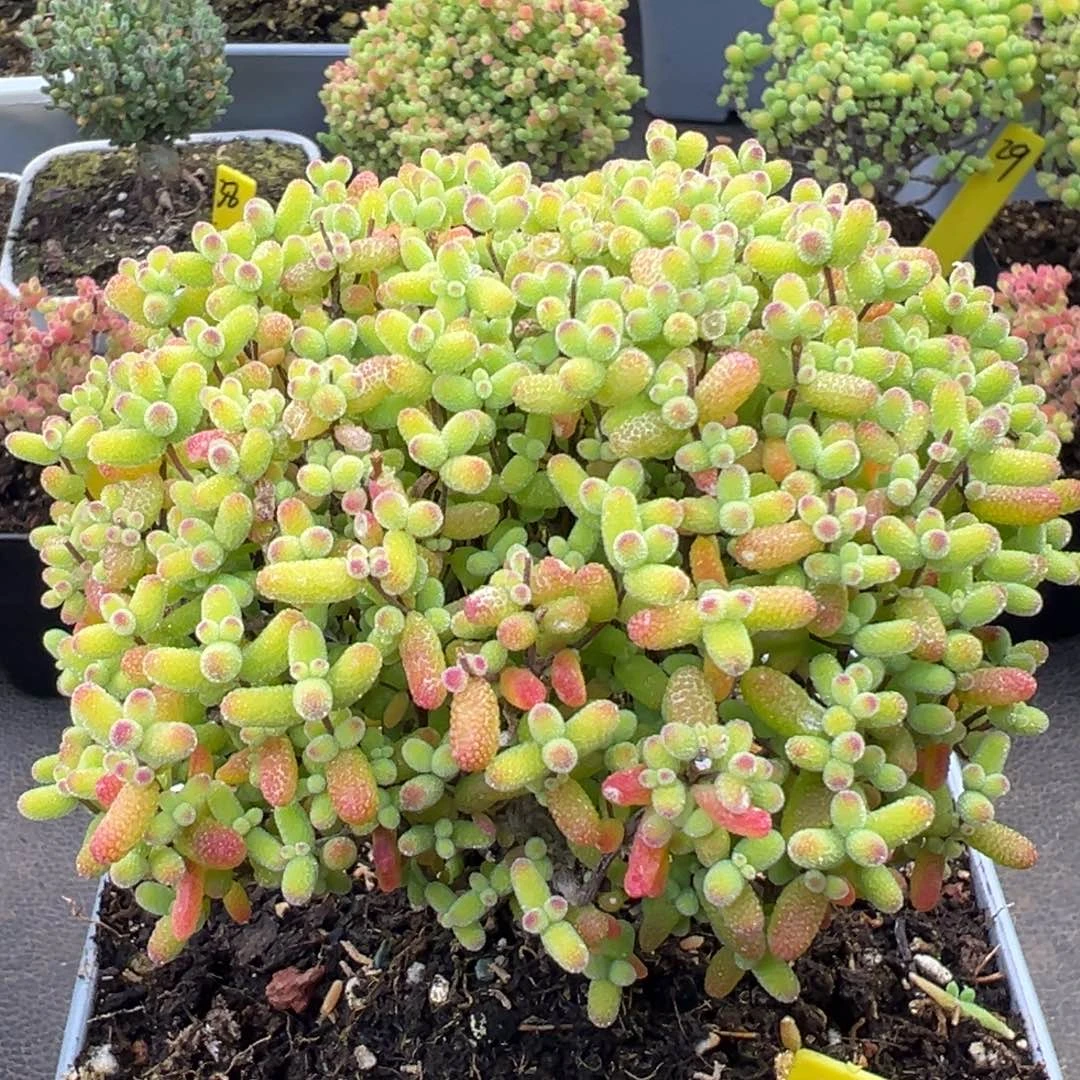 金桔糖球42号12cm盆